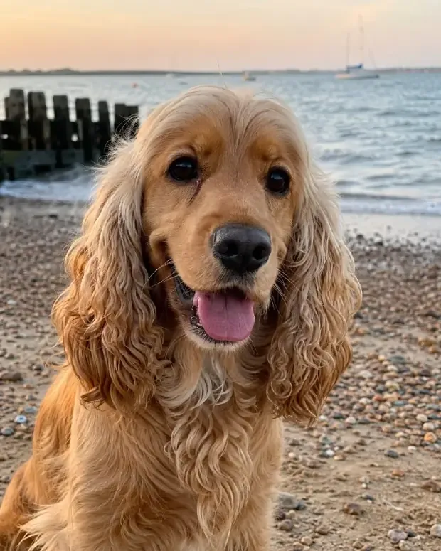Maple, a cocker spaniel, on the beach