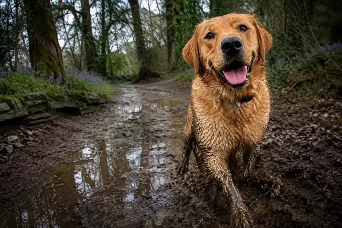 A muddy dog mid-run along a woodland path
