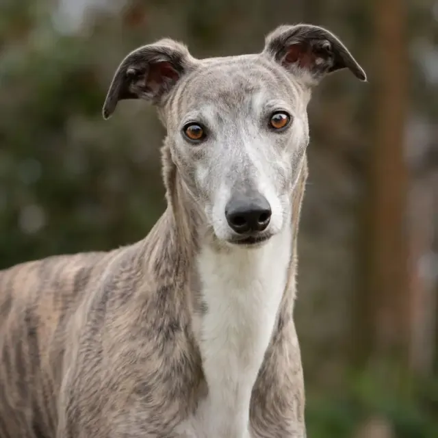 Pickle, a lurcher, in the garden